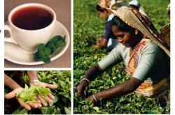 开云体育下载-斯里兰卡球员获得国际足联表彰，颁奖仪式隆重