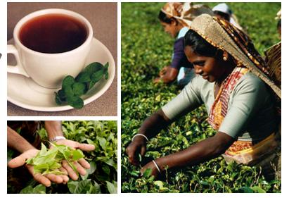 斯里兰卡球员获得国际足联表彰，颁奖仪式隆重